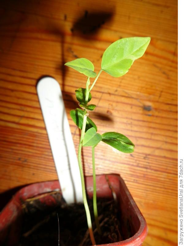 Это Гэлакси