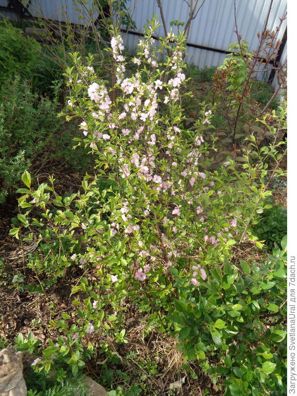 Аня,вот такую &quot;сакуру&quot; мне прислали из твоих краев.