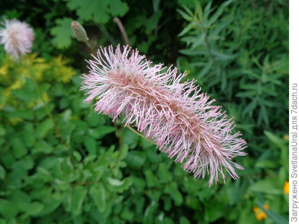 Розовоцветная.