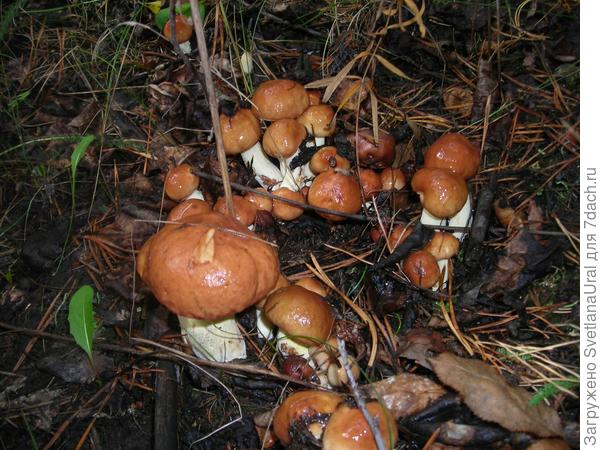 Маслятки урожая 2013 года