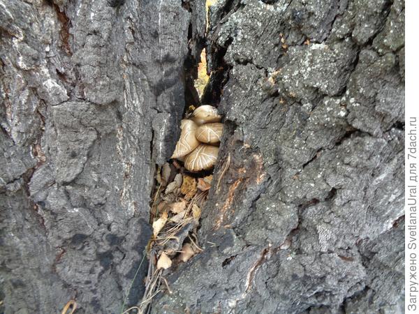 Уютно устроились!