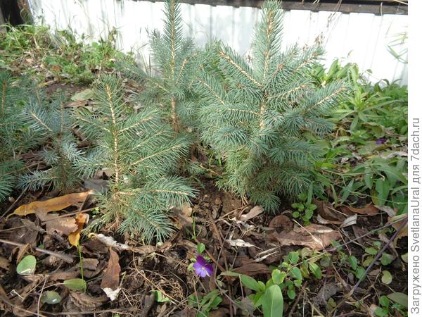 Справа елочка, что на самом верхтем фото в статье.