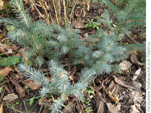 Здесь видно, что оттенки голубого разные у елочек