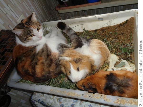 Почему-то кошкам нравится лежать со свинками на сене. Коты равнодушны и к свинкам и сену, а кошки вот такие.