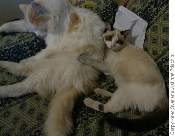 А это уже спустя три месяца жизни у нас. Тетрадка любимая игрушка для отрывания кусочков бумаги.