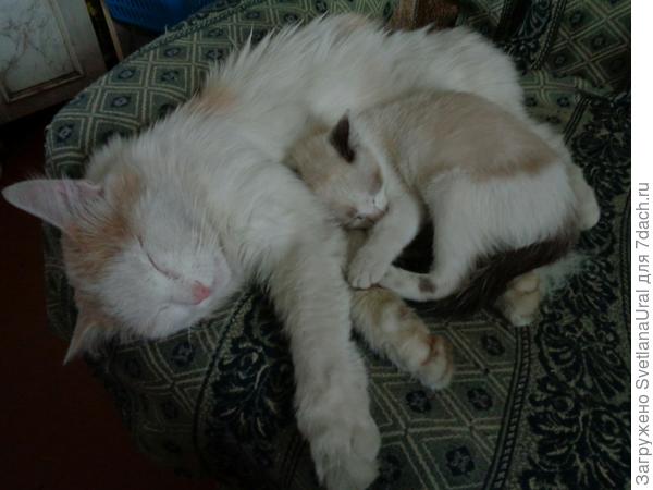 Это Соня с Барсиком. Признала в нем собрата по крови.