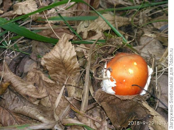 Гриб яйцо.