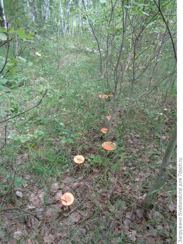 Мухоморы потянулись в теплые края.