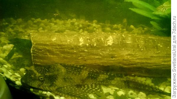 Вот такой он был пять лет назад.