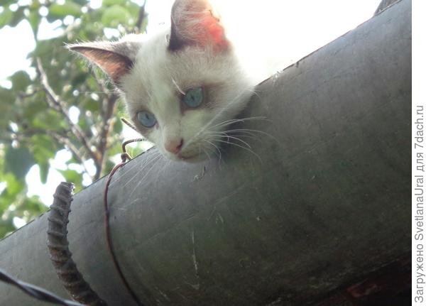 Соня воробья ловит в подарок Витасу.