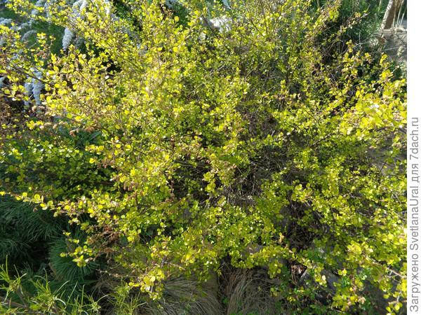 Вот она карликовая и золотистая.