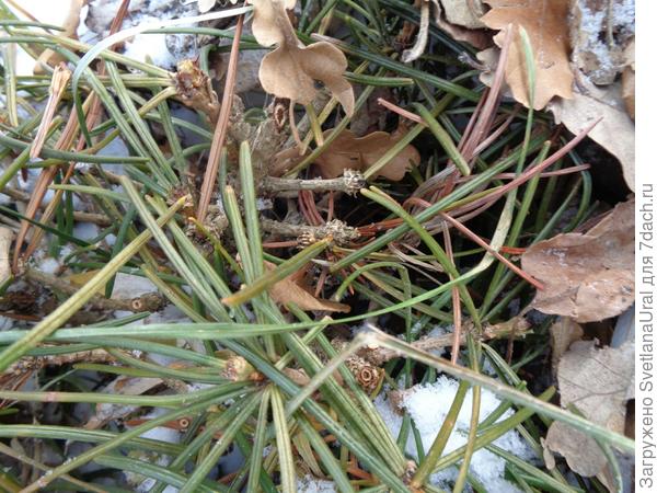 Видны живые и мертвые почки. И примерный прирост.