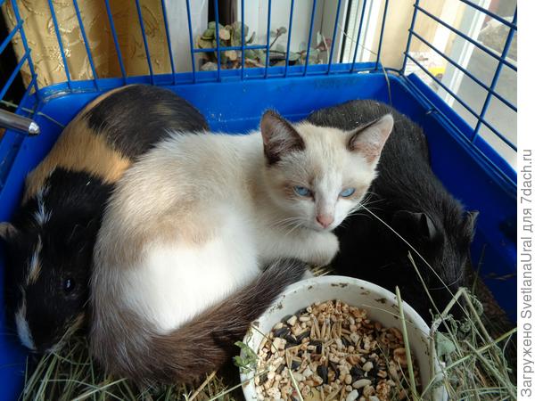 Все молодые кошки любят сидеть в клетке у свинок на свежем сене.