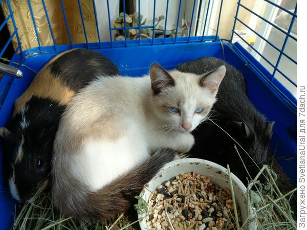 Что вы знаете о маскировке! Три морские свинки))