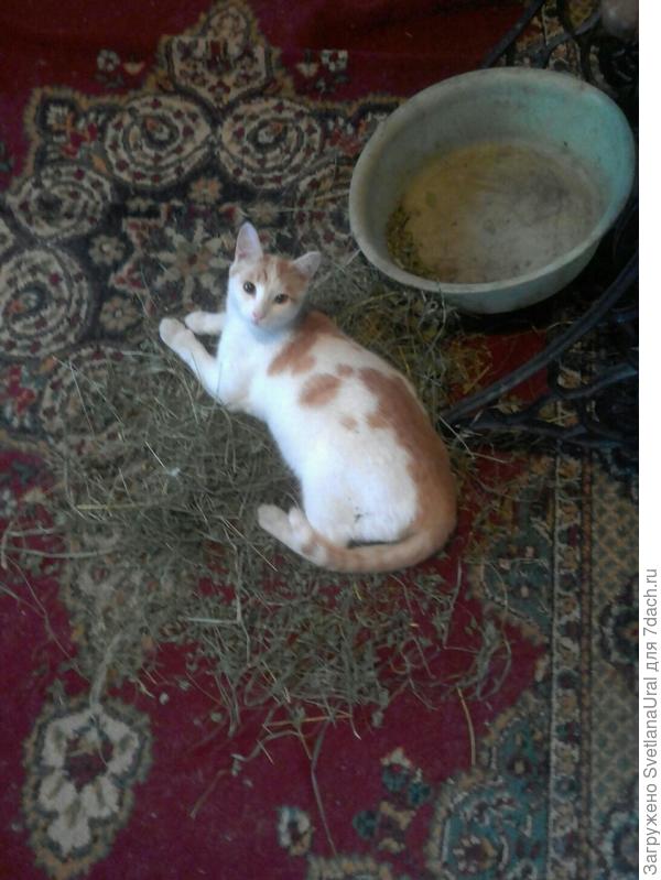 Ничего ты, хозяйка, в комфорте не понимаешь!