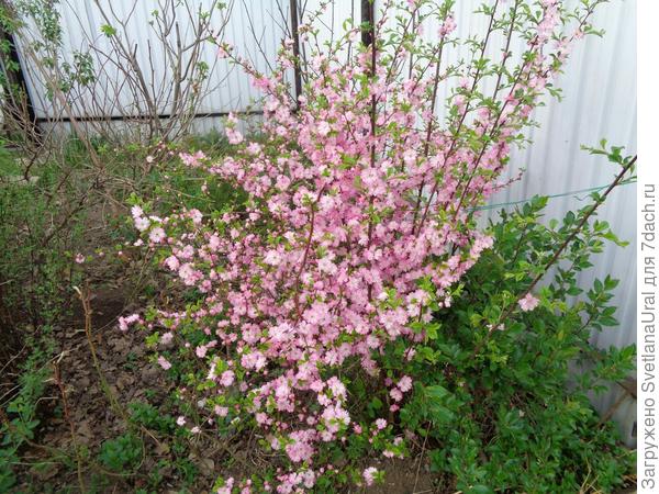 Света, это моя &quot; сакура&quot; из Приморья.