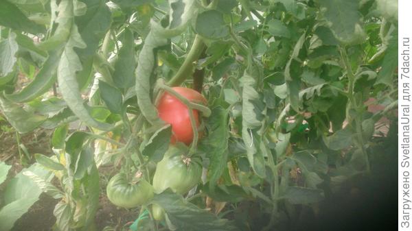 Первая тестируемая помидорка Медовая розовая