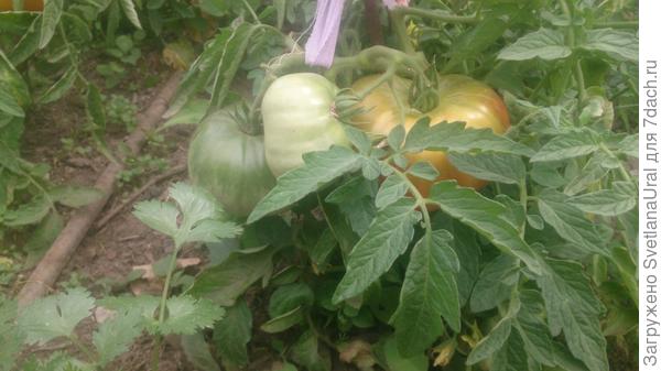 Монгольский карлик спеет на улице. Точнее спел, мы их съели три дняназад.