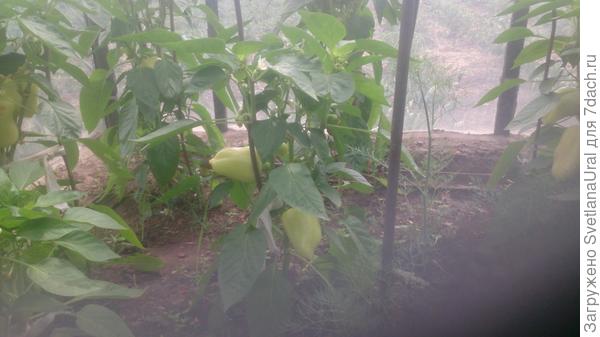 Перец в другой теплице