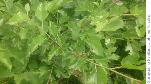 Впервые плодоносит шелковица( спасибо отсутствию заморозков)