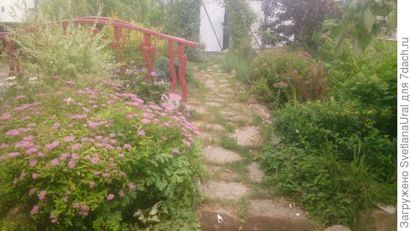 Цветник цветет и пахнет розами, клематисом, гвоздикой.