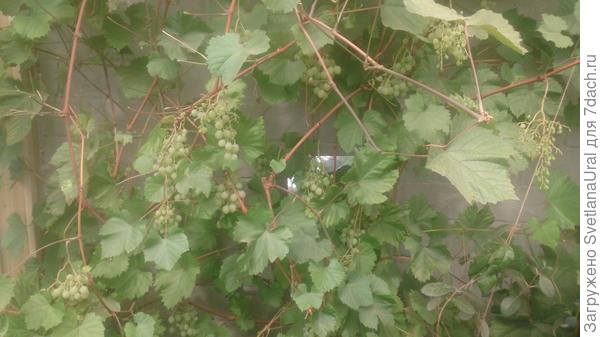 Виноград в теплице (уже обьели некоторые кисточки)