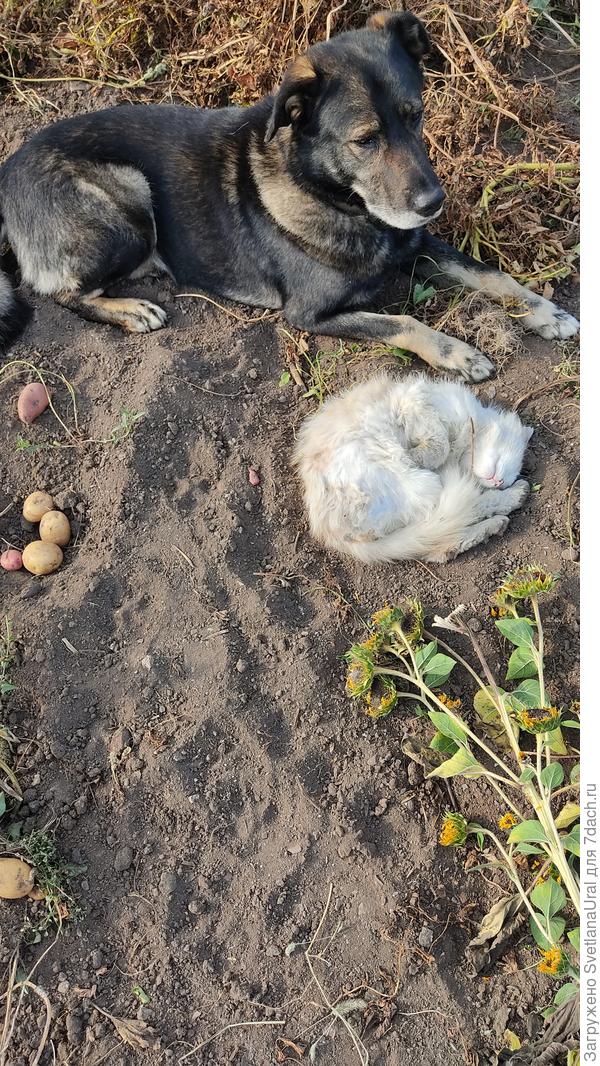 Копали картошку. Устали)