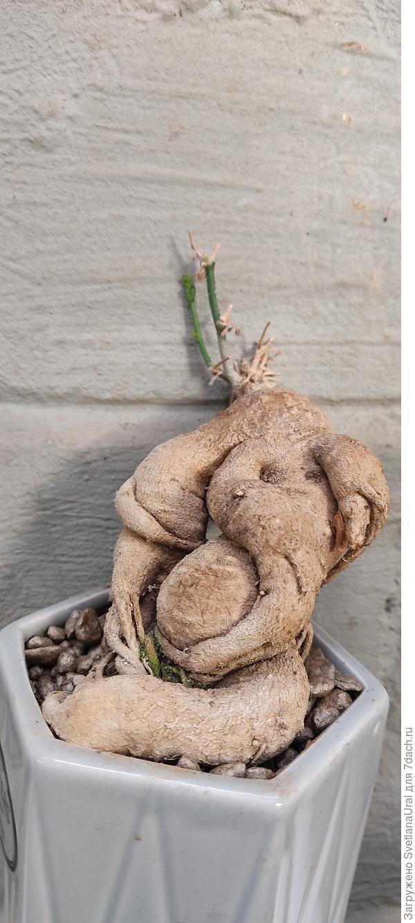 Циссус спит