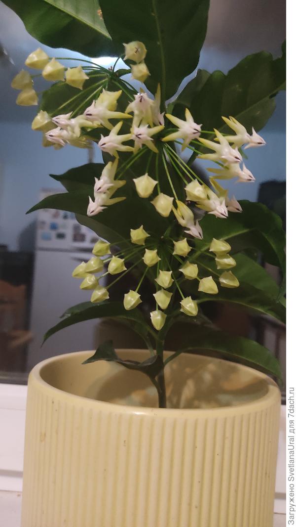 Обилие цветения хойи .