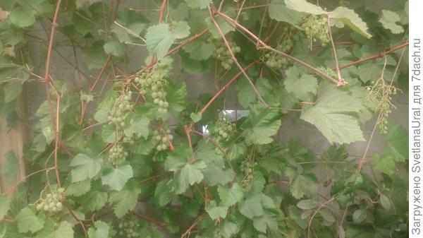 Урожай в зимней теплице. Плохо опыляла, плохо завязались плоды.