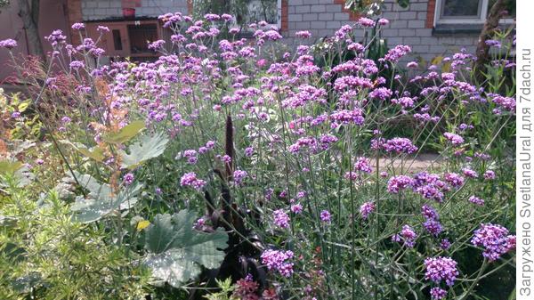 Вербена в 2014.