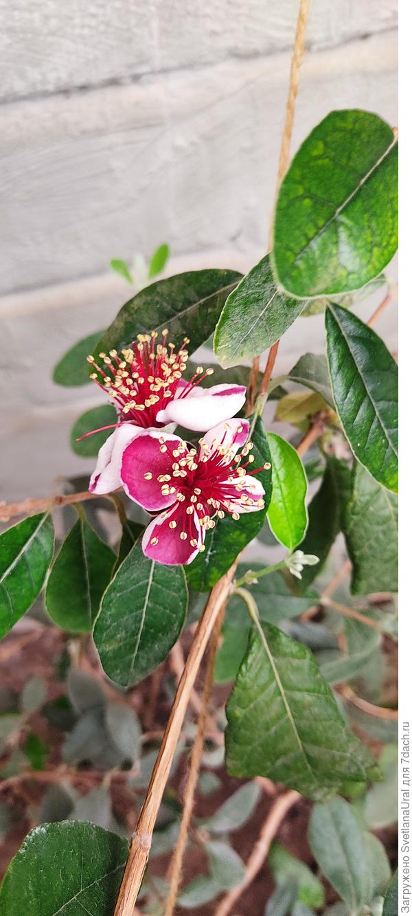 Для весеннего настроения) фейхоа