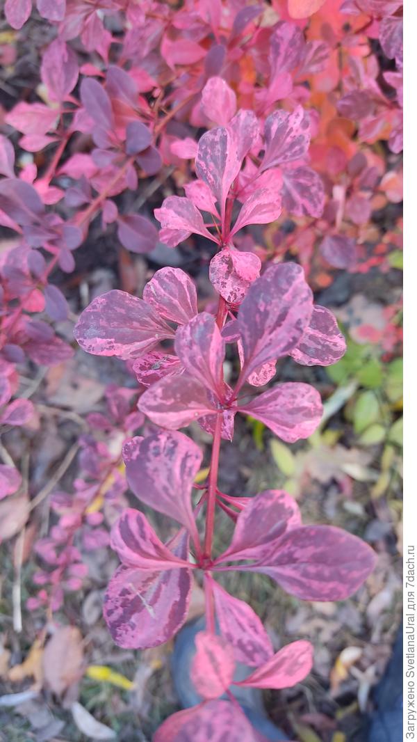 Продолжая тему барбарисов. У меня такой ещё растёт без названия. Это осенний окрас.