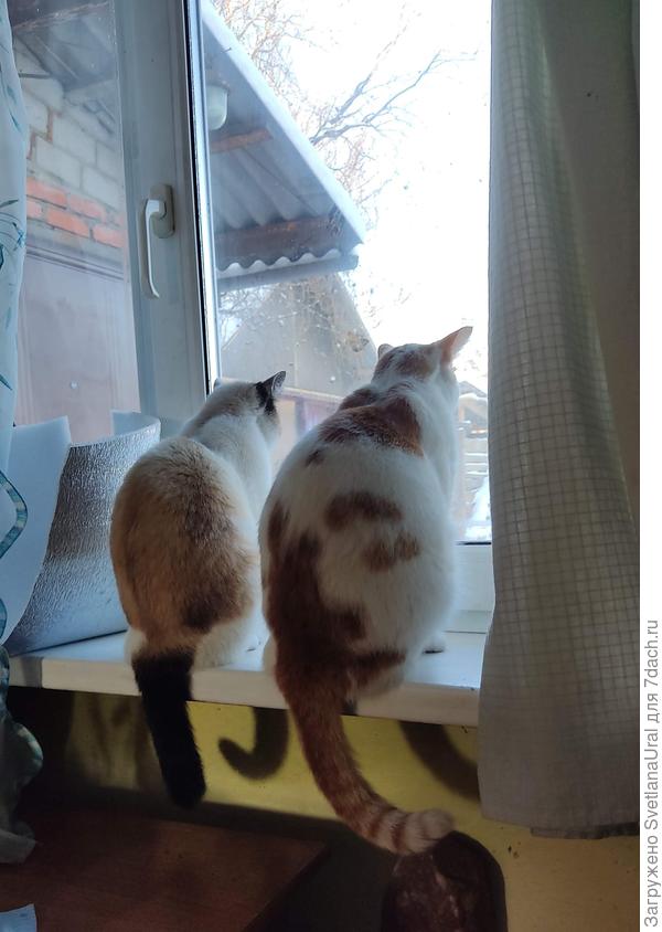 Подоконники без рассады лучшее место для наблюдения.