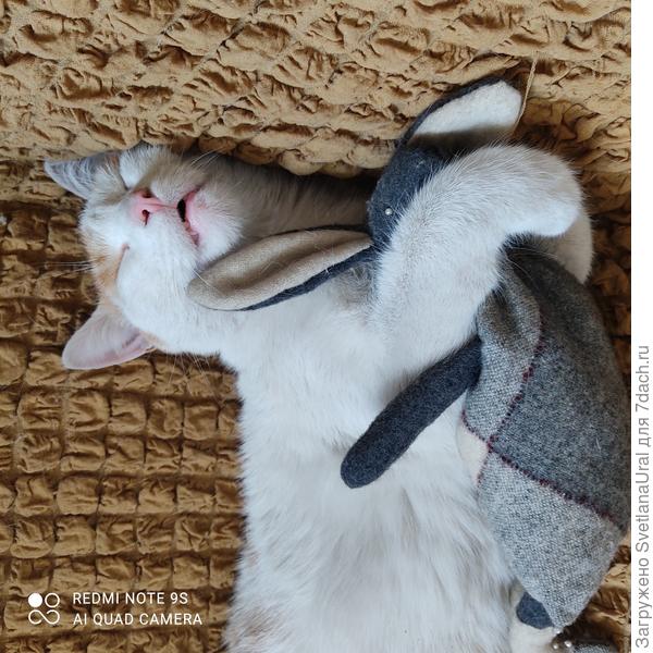 Котики ещё спят)