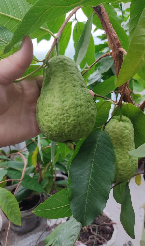 Гуава с зелёными листьями