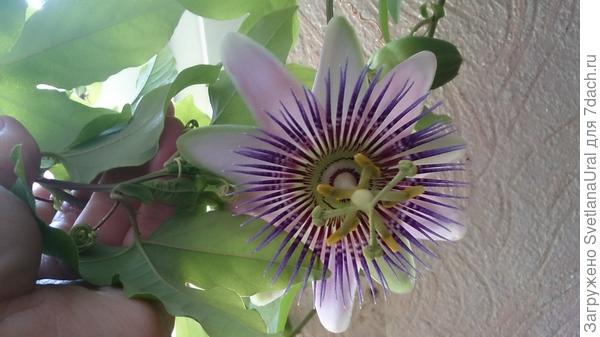 Цветочек в подарок)