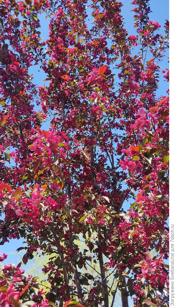 Яблоня Роялти.