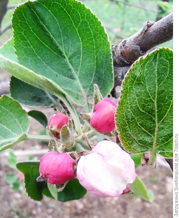 Люблю яблони в стадии розовых бутонов)