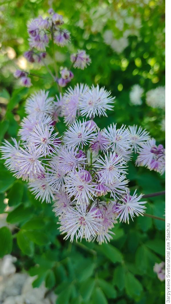 Пушистый василистник