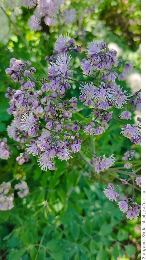 А этот ещё не расцвёл.