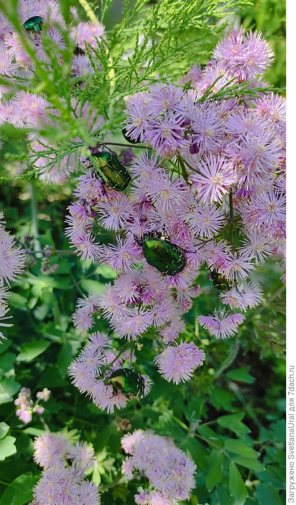 И бронзовкам очень нравится