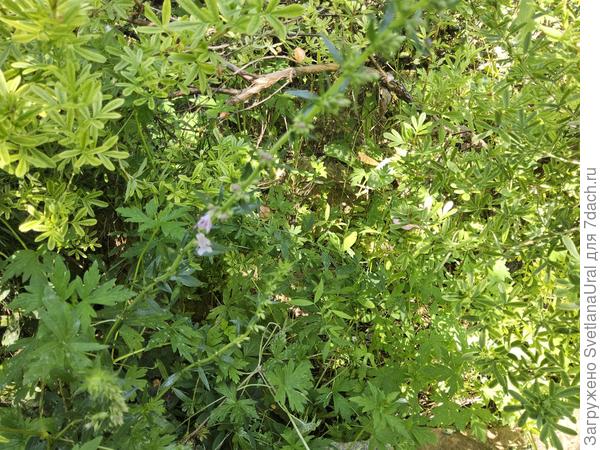 Веточка розового иссопа на дорожке .