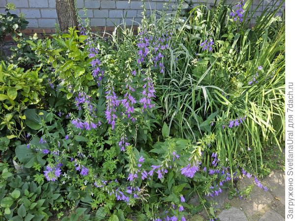 Колокольчики .