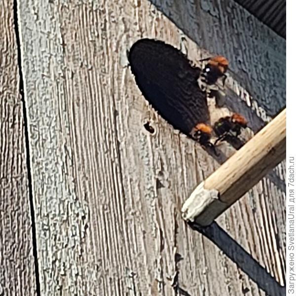 Шмели остужают воздух в скворечнике.