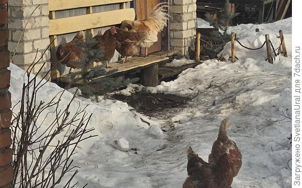 Куры греются на солнышке