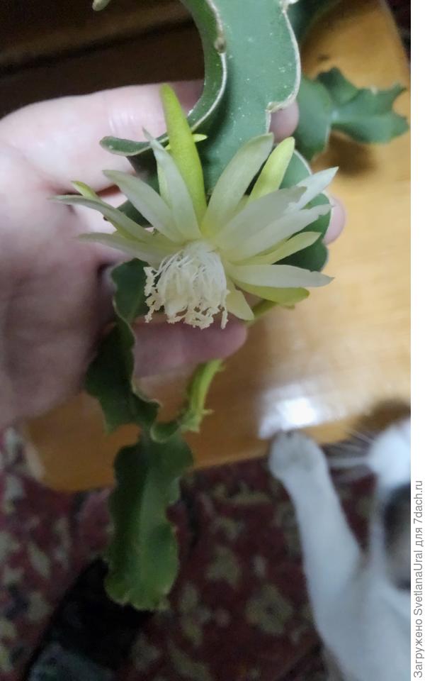 Размер цветочка.