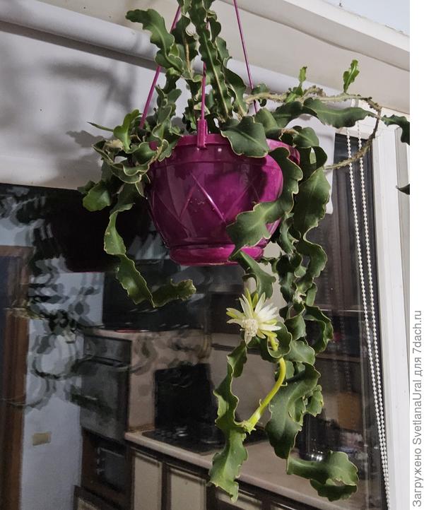 Эпифиллум .