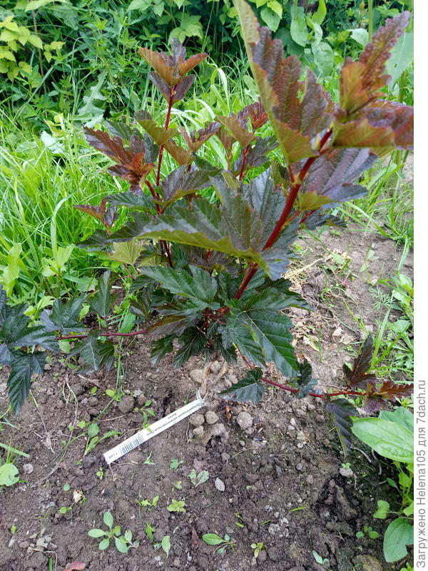 заказывала дартс голд и литл ангел,получила такие