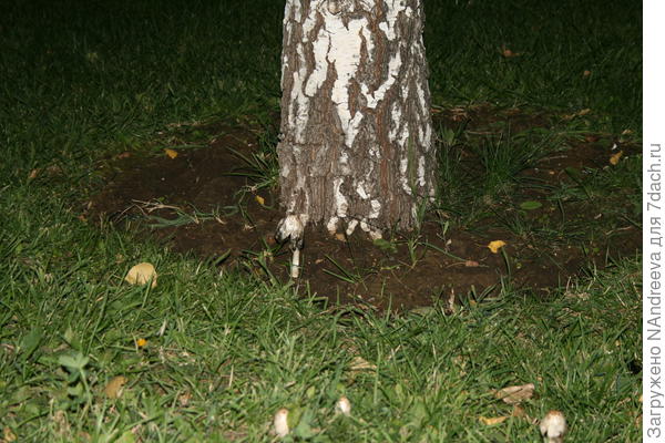 Под березой уже старичок